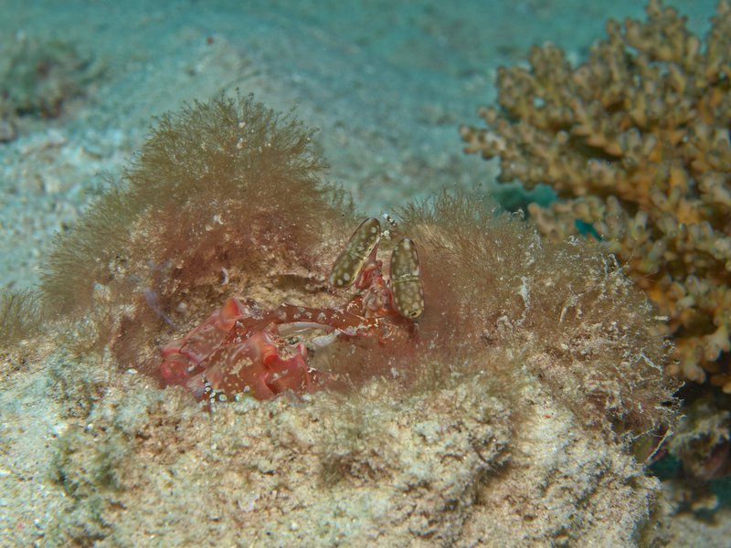 Spearing Mantis Shrimp, House Reef